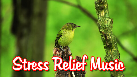 Beautiful Soothing Meditating Music for Stress Relief