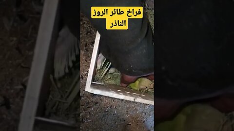 فراخ طائر الروز الناذر