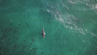 Hajer set tæt på en populær australsk strand