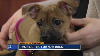 Ask the Expert: Puppy training tips