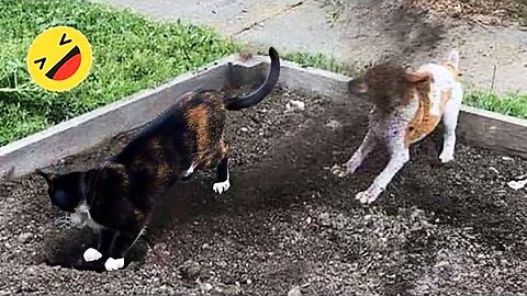 Best Funniest Animals Videos 2024 🤣 - Funny Dogs And Cats Videos🐱🐶 part:- 93