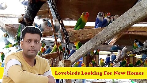Lovebirds Looking For New Homes | #lovebirds | @BikisAviary