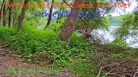 Walk in the forest next to a river with chilling music / Beautiful nature with soothing music.