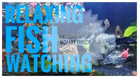 Relaxing Fish Watching with Wolfgang Amadeus Mozart's Piano Music | Piano Music for Mozart Effect