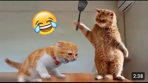 Funny cat reaction