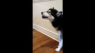 Husky struggles to eat a large piece on of carrot