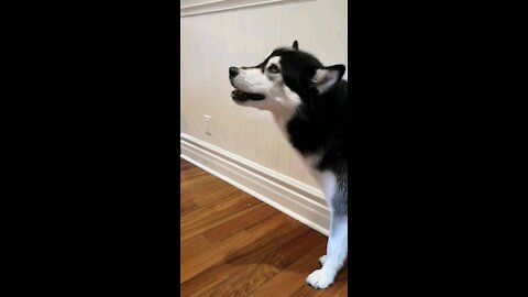 Husky struggles to eat a large piece on of carrot