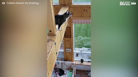 Cat gets distracted with bird and falls off beam