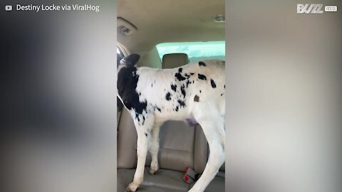 Calf acts like a dog in back seat of car