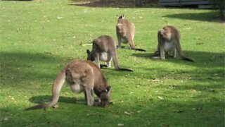 Dog is surprised by kangaroos in his backyard