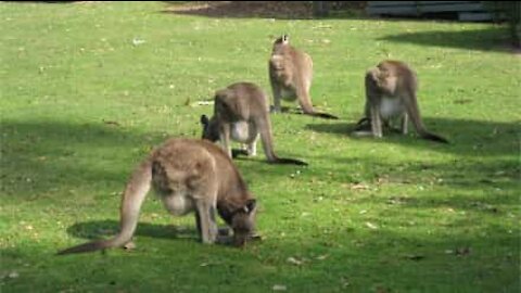 Dog is surprised by kangaroos in his backyard