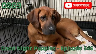 [0869] GOOD NIGHT PUPPIES - EPISODE 346 [#dogs #doggos #doggos #puppies #dogdaycare]