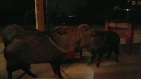 Javalina in Arizona