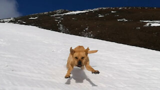 Crazy dogs reach the summit of the active volcano and discover they can downhill in the snow!