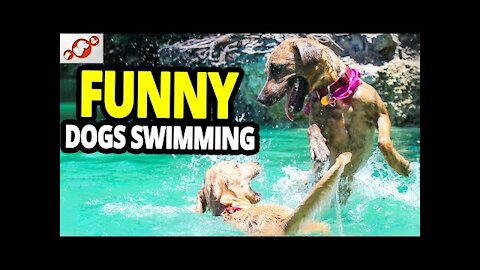 🐕 FUNNY Dogs Swimming Compilation – Dogs Swimming In Pool, Lake & Sea!