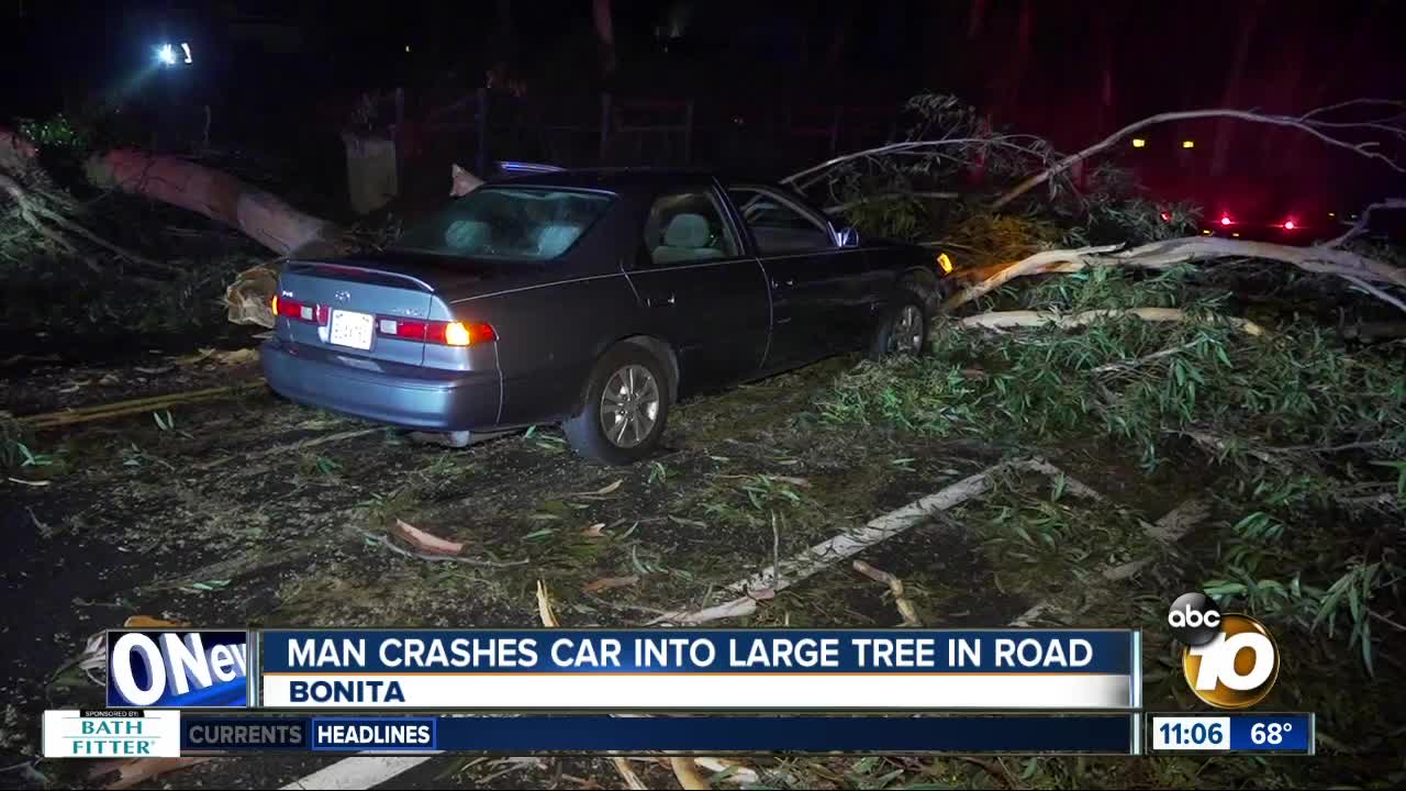Man crashes into large tree