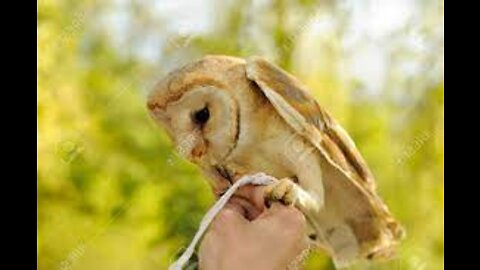 Owl playing with human hands