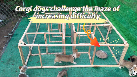 Corgi dogs challenge the maze of increasing difficulty