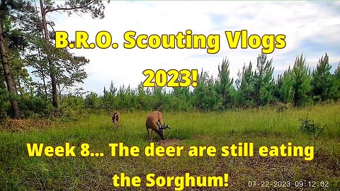 B.R.O. Scouting vlogs 2023! Week 8... The Sorghum is gone!!
