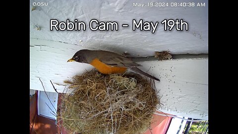 Robin Camera - May 19th - The Nest Building Continues