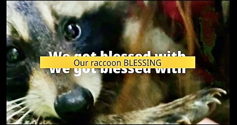 Raccoon story - Blessing the raccoon