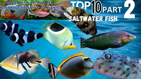 Aquatic Wetline W/ Aqua Alex: Top 10 Saltwater Fish Part 2