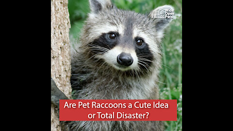 Are Pet Raccoons a Cute Idea or Total Disaster?