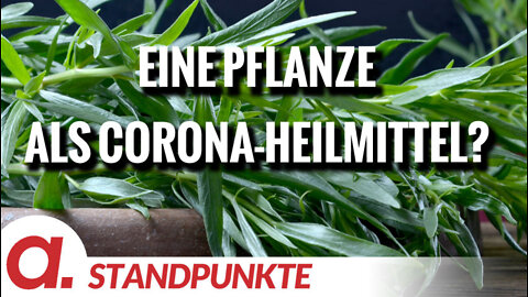 Eine Pflanze als Corona-Heilmittel? | Von Susanne Wolf