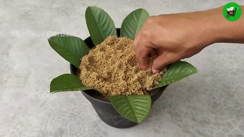 How to grow guava trees from guava leaves