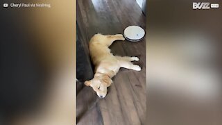 Sleepy dog doesn't let vacuum cleaner interrupt his nap