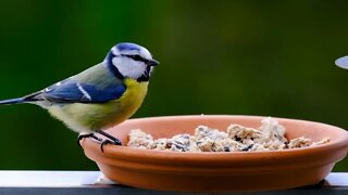 Birds Sounds | Birds Chirping | Birds Song | Music Sound | 30 Min