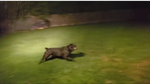 Energetic Dog Loves Running Around In Heavy Storm