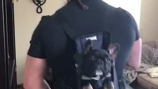 Puppy in backpack "dances" with his owner