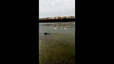 Graceful swans on the Rhein in Germany