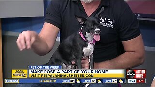 Pet of the week: Rose the Chihuahua mix love to climb and cuddle in laps