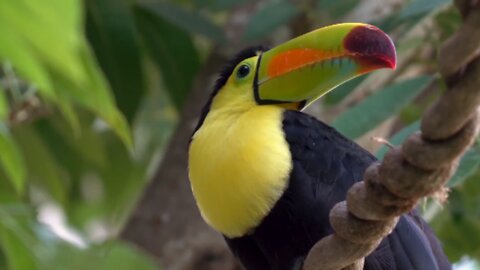 Beautiful Toucan bird.