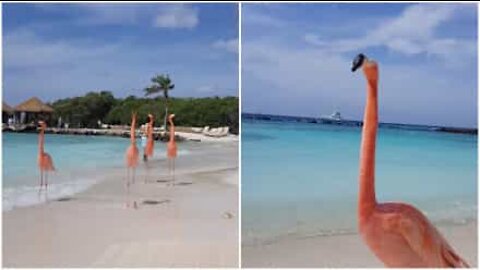 Flamingos juntam-se a turistas numa praia em Aruba