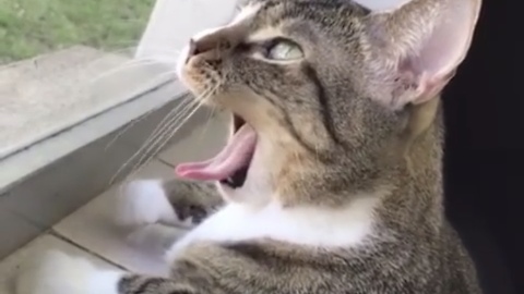 Vocal Cat Makes Crazy Noises And Facial Expressions