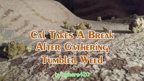 Cal’s Tumbled Weed Break by uphere420