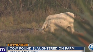 Cow found slaughtered on farm