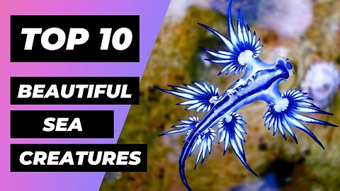 TOP 10 Most BEAUTIFUL Sea Creatures In The World | 1 Minute Animals