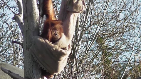 Clever Orangutan Youngster Build Its Own Hammock