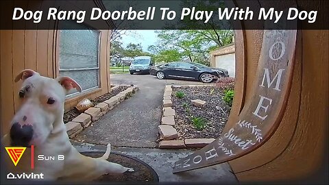 Neighbour's Dog Rang Doorbell To Play With My Dog Caught On Vivint Camera | Doorbell Camera Video