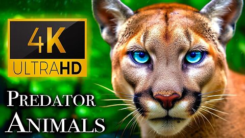 Predator Animals 4K - Meet the Predators Nature's Top Hunters | Scenic Relaxation Film