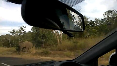Elephant coming