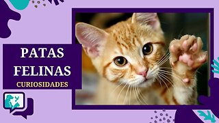 10 Curiosidades Fascinantes sobre as Patas dos Gatos