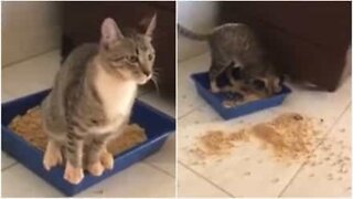 Epic cat litter box fail