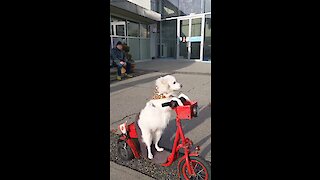 Talented dog drives scooter like a pro