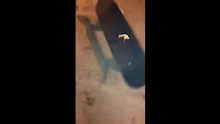 Jumping frog pulls off epic skateboard flip