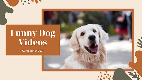 Funny Dog Videos Compilation 2021